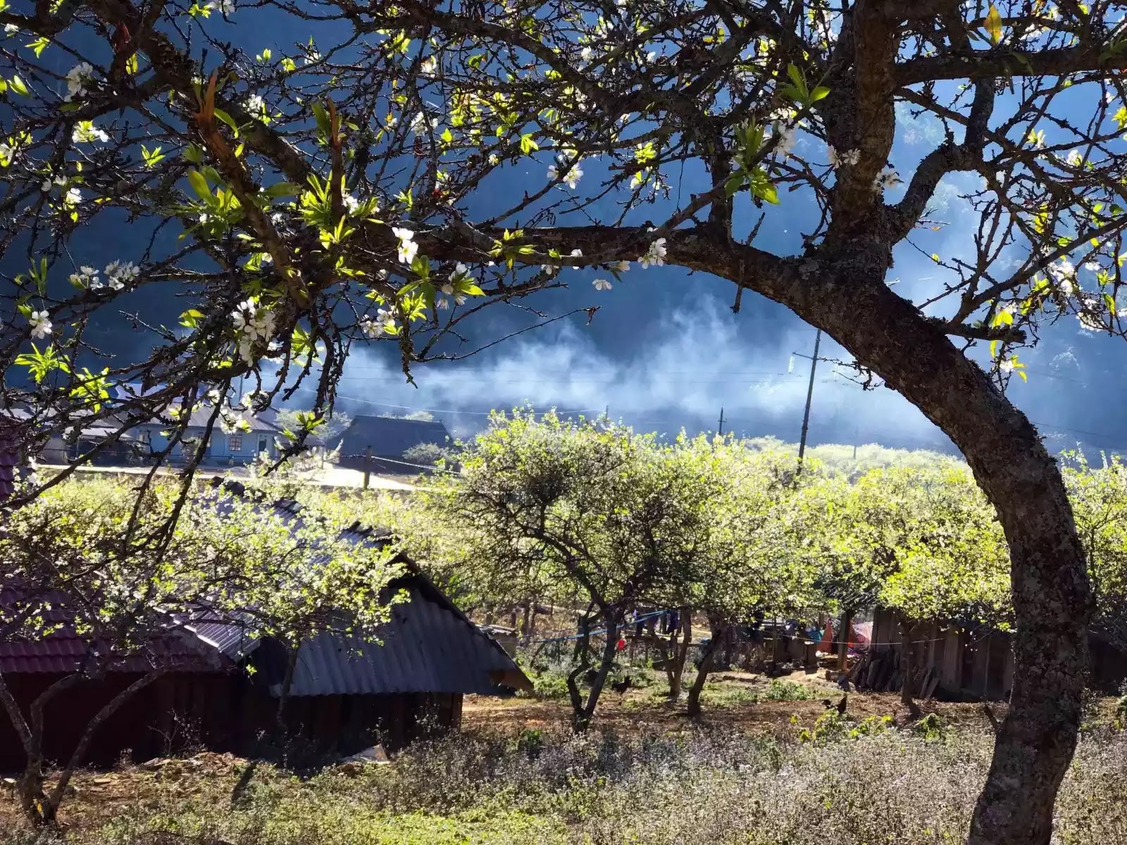 Moc Chau